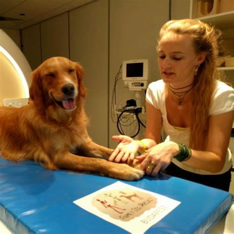System Health– Ace Canine Healthcare