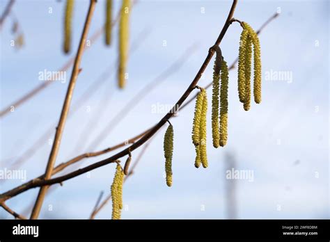 Heuschnupfen Patienten Hi Res Stock Photography And Images Alamy