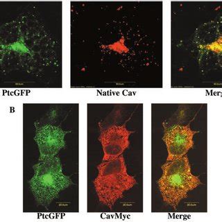 Co Localization Of Ptc And Caveolin 1 By Immunocytochemical Staining