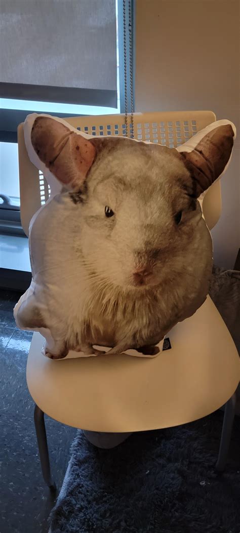 why is chinchilla scratching at home 3