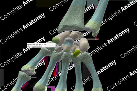 Head of Capitate Bone | Complete Anatomy