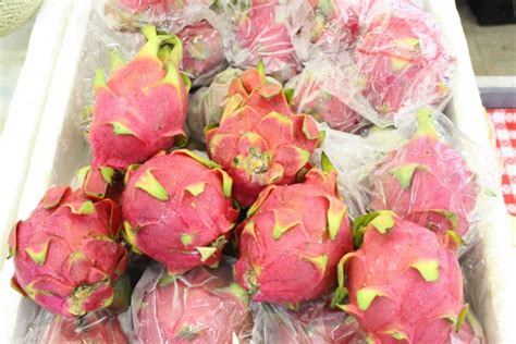 Dragonfruit Vegetable Wholesaler Ccl Impex