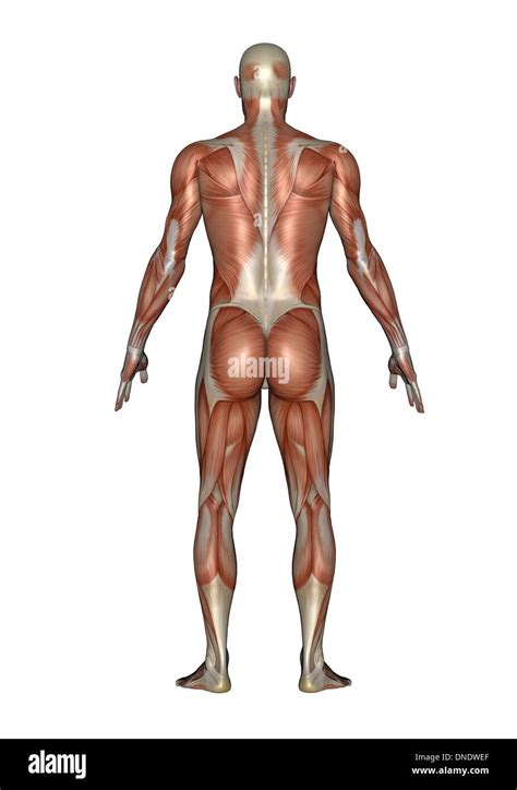 Anatomía del sistema muscular masculina vista posterior Fotografía de