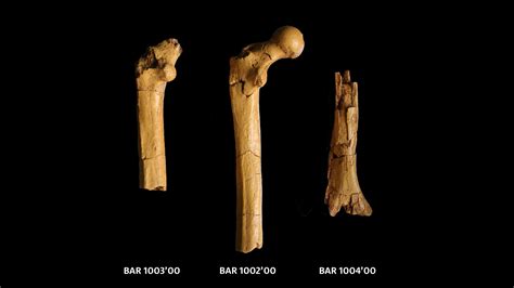 Guide to Sahelanthropus, Orrorin and Ardipithecus