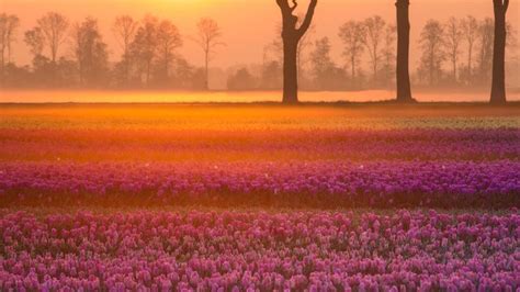 Tulips near the village of Grolloo in Drenthe province, Netherlands ...