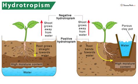 Hydrotropism – Definition, Meaning with Examples & Diagram