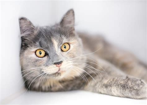 Tortoiseshell Cat: Info, Pictures, Characteristics & Facts | Hepper