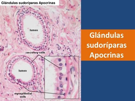 Glandulas Sudoriparas Ecrinas Y Apocrinas - SEONegativo.com