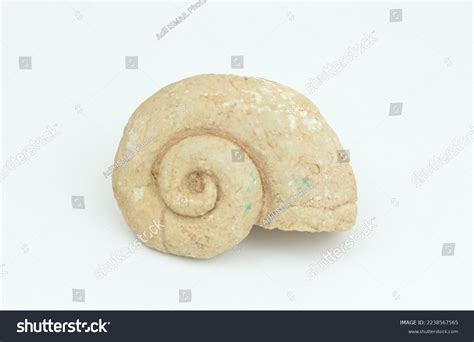 fossil spiral snail ammonite fossil isolated stock photo