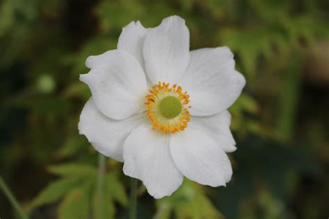 Anemone X Hybrida Andrea Atkinson Ballyrobert Gardens