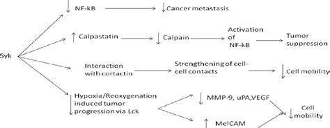 Figure 2 From The Effect Of Syk On Breast Cancer Progression Semantic