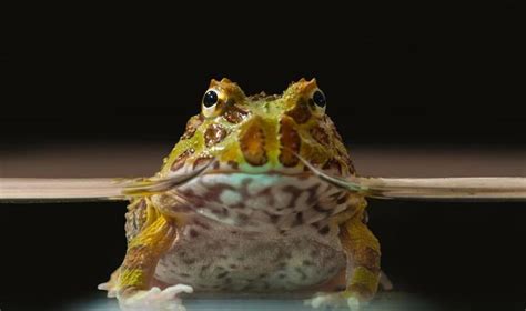 Horned Frog Stock Photos, Images and Backgrounds for Free Download