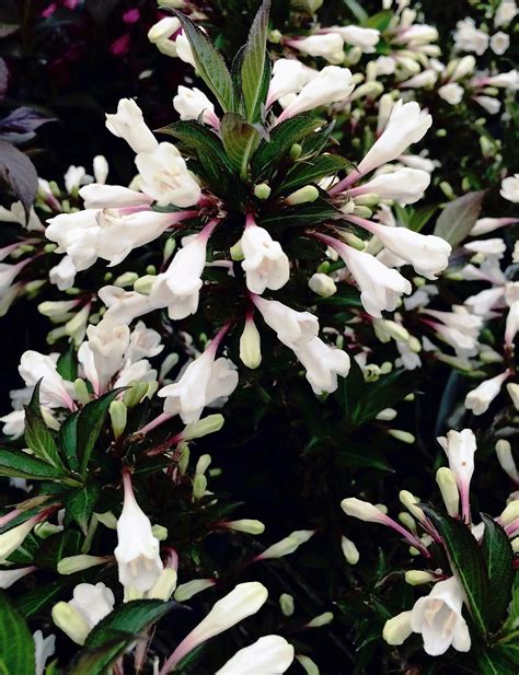 - SAFRU Kertészet és Virágüzlet