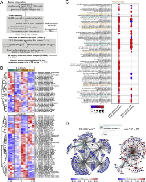 Microbiome Influences Prenatal And Adult Microglia In A Sex Specific Manner Cell