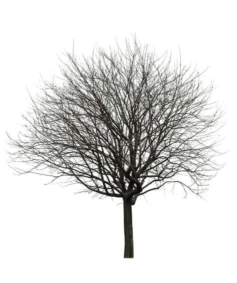Naked Tree On White Stock Photo Image Of Isolated Clean