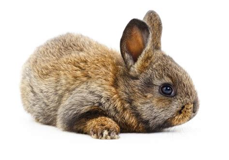 Premium Photo Isolated Image Of A Brown Bunny Rabbit