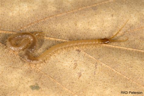 soil centipede - Insects of the Greater Yellowstone Ecosystem | Montana ...