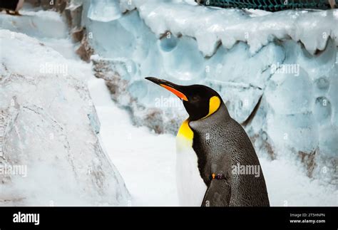 Emperor Penguins Stock Photo Alamy