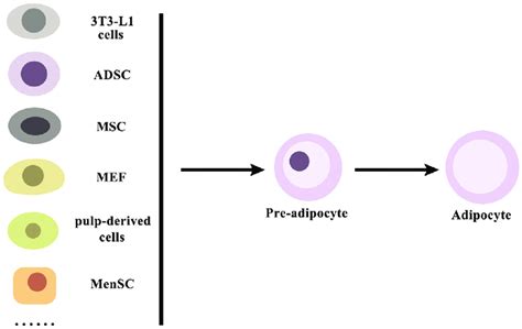 Various Stem Cells That Can Be Differentiated Into Adipocytes