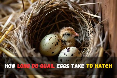 How Long Do Quail Eggs Take to Hatch? Learn the Incubation Time