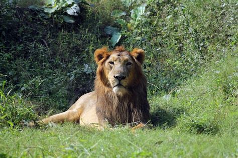 Premium Photo Lion Panthera Leo