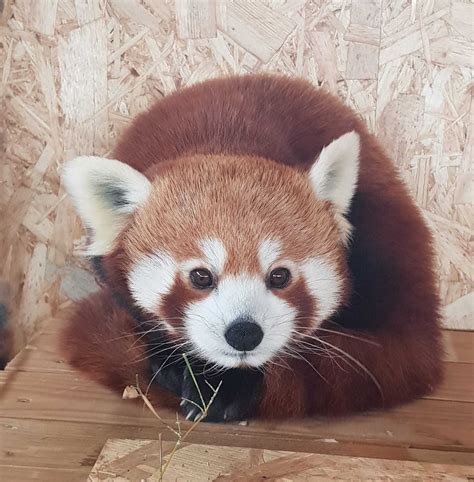 Primul urs panda roşu din România