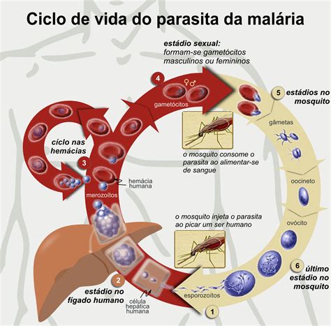 Protozoário Da Malária - Malaria Parasit Lebenszyklus , Malaria: Beschwerden & Behandlung – AWQD