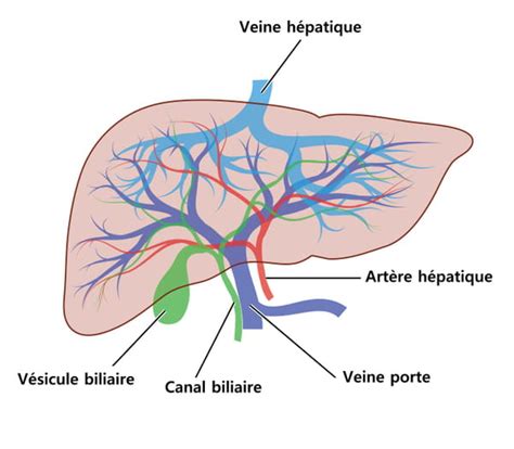 Definition Diagram Anatomy And Role Archyde