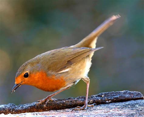 oiseau rouge gorge ornithologie photo gratuite sur pixabay pixabay