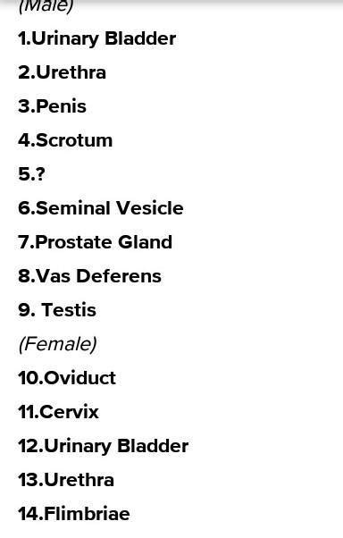 Learning Task 6 Label The Parts Of The Male And Female Reproductive System Male Female Brainlyph