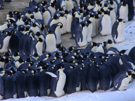 Penguin huddle makes waves — Australian Antarctic Program (News 2011)
