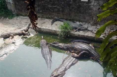 Berkunjung Ke Teritip Rumah Penangkaran Buaya Balikpapan