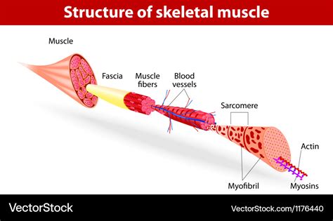 Structure skeletal muscle Royalty Free Vector Image