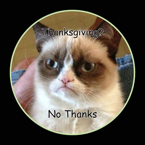 Download No Thanks Cat Meme Pfp Wallpaper