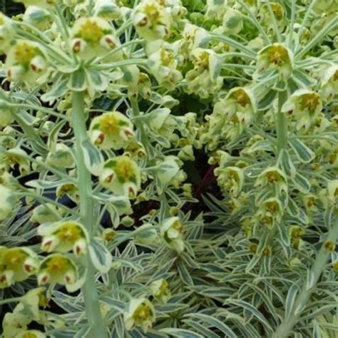 Wolfsmelk Euphorbia Characias Subsp Wulfenii Emmer Green Vaste