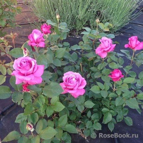 Роза Россион Фото И Описание – Telegraph