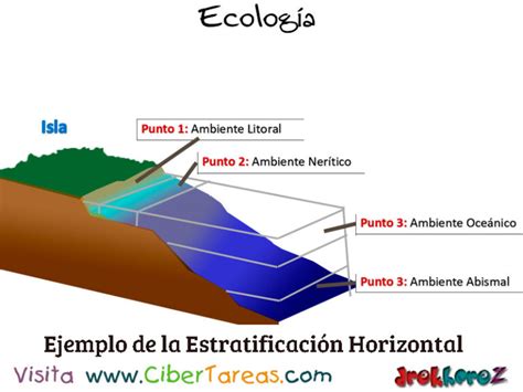 Estratificación en el Desarrollo de Secuencia y los Conceptos