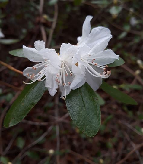 Rhododendron dauricum - Trees and Shrubs Online