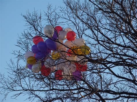 무료 이미지 : 나무, 분기, 하늘, 잎, 꽃, 시티, 도시 풍경, 색깔, 소니, 모스크바, 러시아 제국, 도시 경관, dsc ...