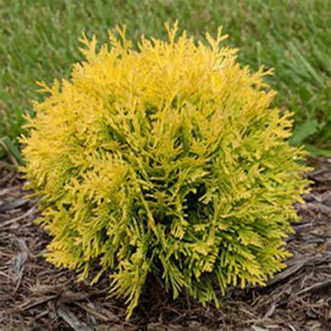 Туя западная Danica Aurea (Даника Ауреа) - купить саженцы