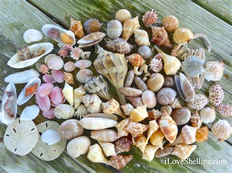 Treasures Of Beachcombing On Fort Myers Beach I Love Shelling