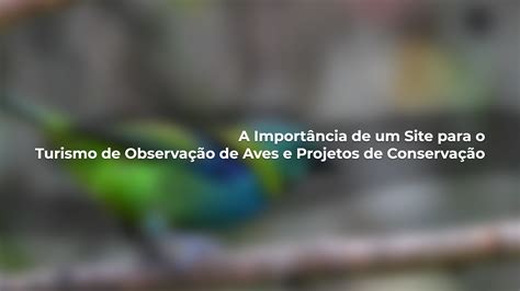 A Import Ncia De Um Site Para O Turismo De Observa O De Aves E