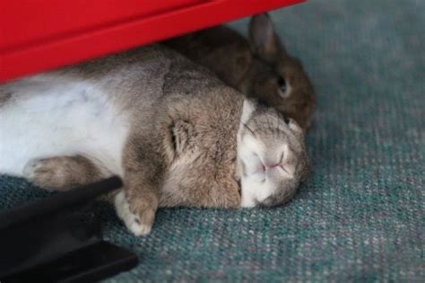 Bonding Rabbits | Pet Rabbit Bonding