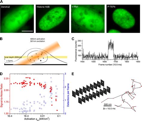 Single Molecule Tracking In Live Cells Reveals Distinct Target Search