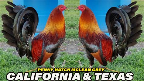 California Texas Penny Hatch Mclean Grey New Castle Farm Beautiful