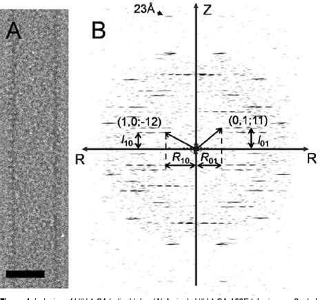 Figure 1 From Structure Of HIV 1 Capsid Assemblies By Cryo Electron