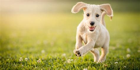 Como Entreter Seu Pet Em Poca De Quarentena Petindica