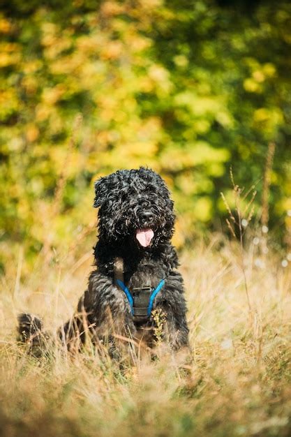 Page 56 Black Newfoundland Dog Images Free Download On Freepik