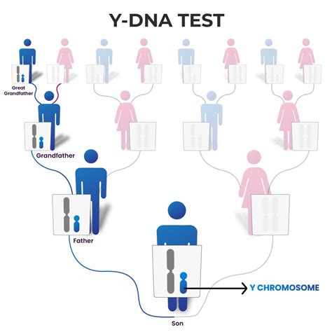 Y Dna Test The Who What How And Why