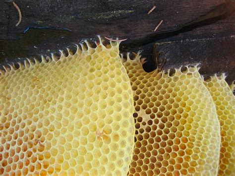 cera de abejas simbolo de pureza de egipto  las velas de miel